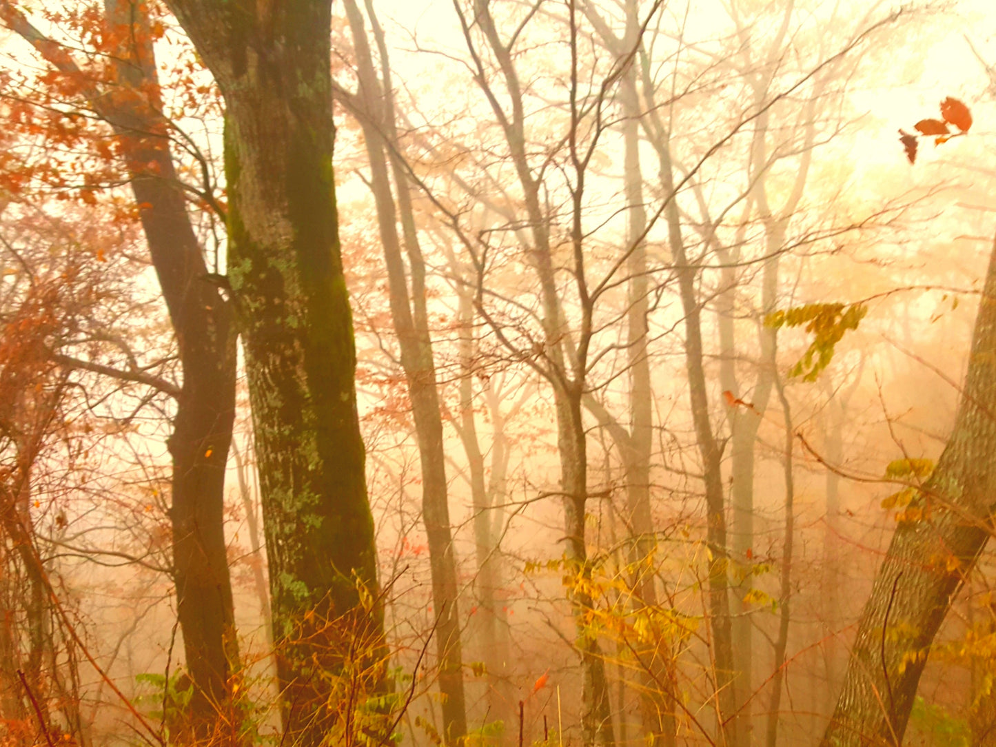 Smoky Mountain Autumn Fog 8.5x11 Unframed Art Photography Print