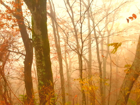 Smoky Mountain Autumn Fog 8.5x11 Unframed Art Photography Print