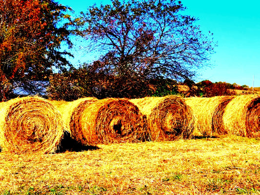 Bales of Hay 8.5x11 Unframed Art Photography Print