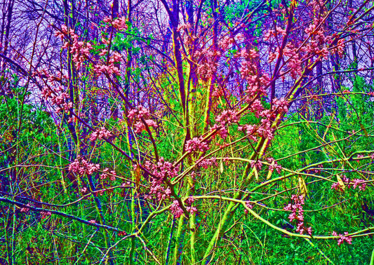 In Bloom 8.5x11 Unframed Art Print