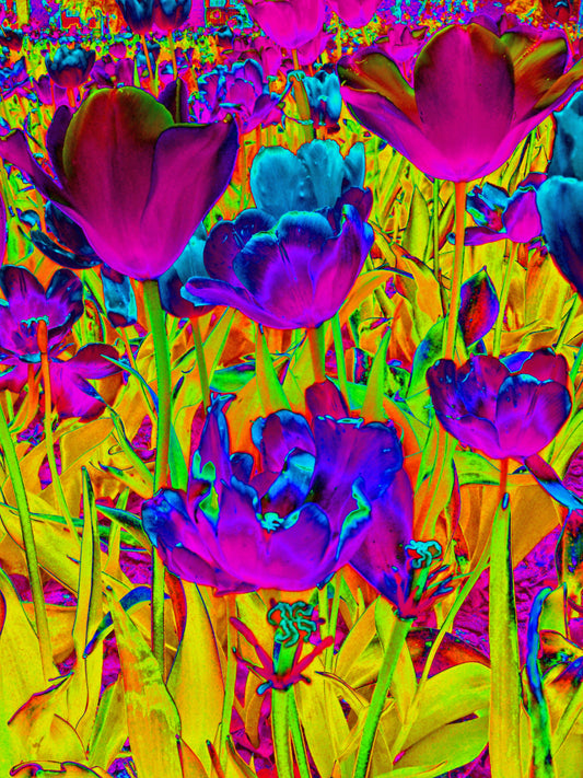 Neon Tulips 8.5x11 Unframed Art Photography Print